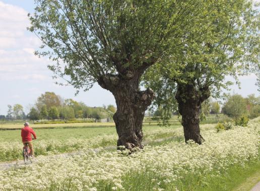 Fietser in het land in een groene omgevinf in Friesland