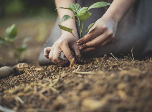 Iemand plant een plantje in de aarde. Je ziet twee handen en een plantje met aarde.