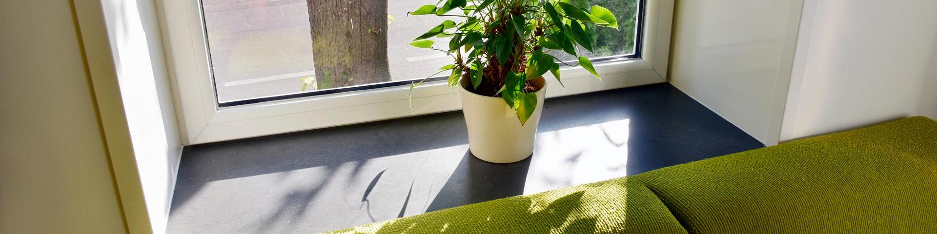 Plant op vensterbank in een zonnige woning