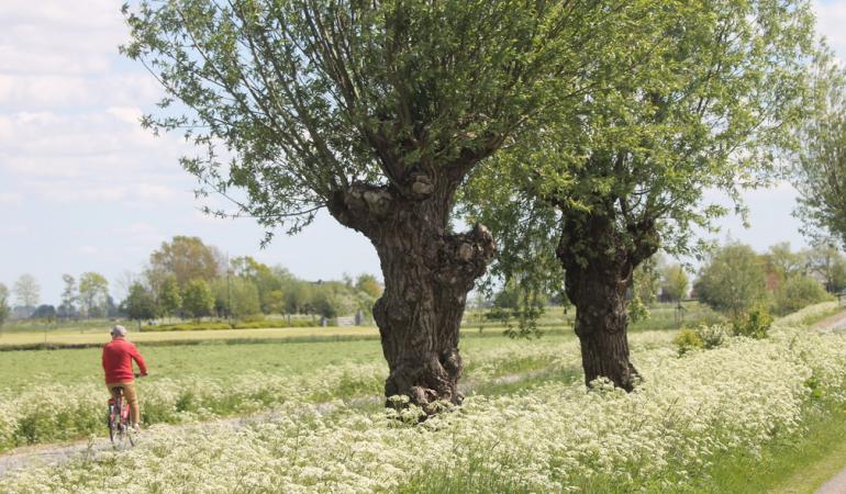 Fietser in het land in een groene omgevinf in Friesland